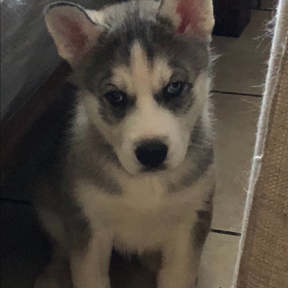 Meet your Posher, Diamela - Picture 1 of 1